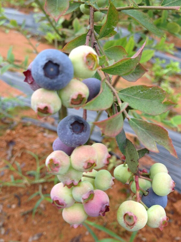 蓝莓硕果图片