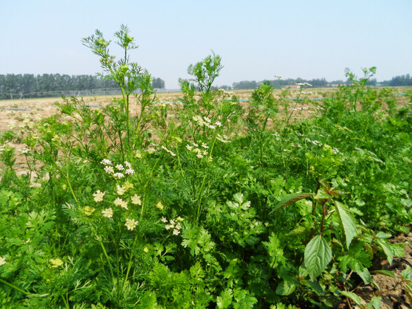 农业基地香菜