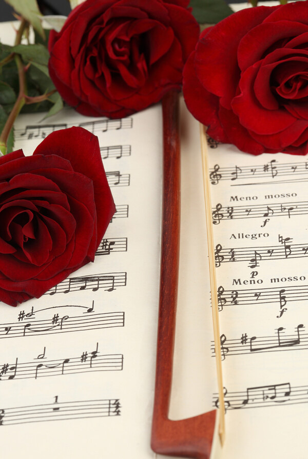 红色玫瑰花与音符图片