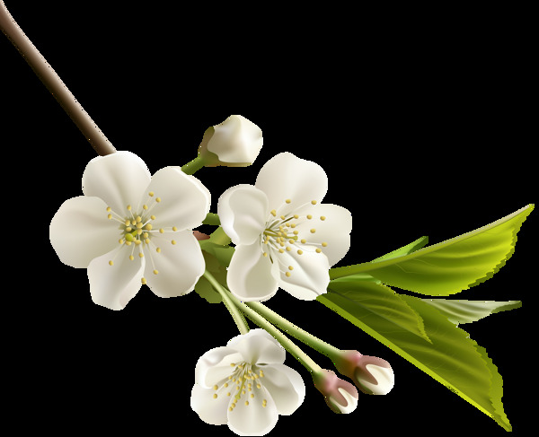 白色纯净的海棠花png元素素材