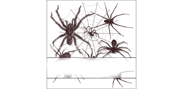 蜘蛛和蜘蛛网PS笔刷
