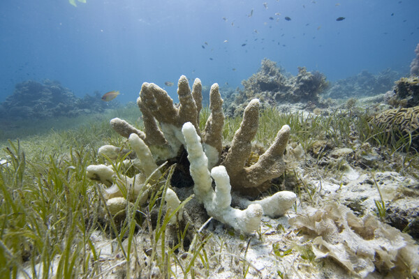 漂亮的珊瑚图片