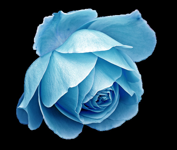 彩绘蓝色玫瑰美图png元素
