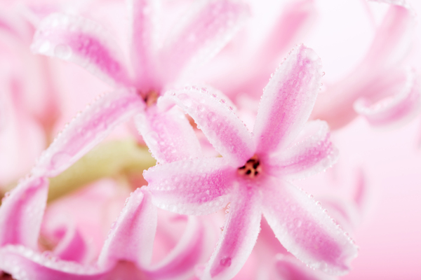 粉色鲜花梦幻背景图片
