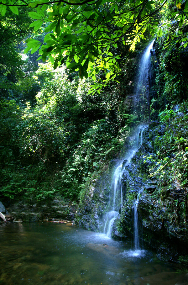 树绿色水植物风景