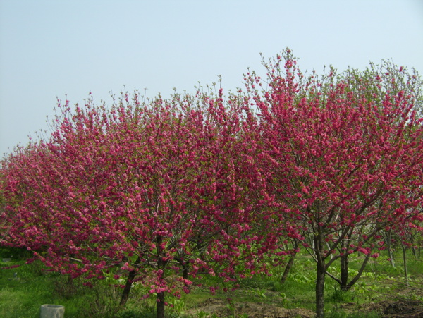 桃花园图片