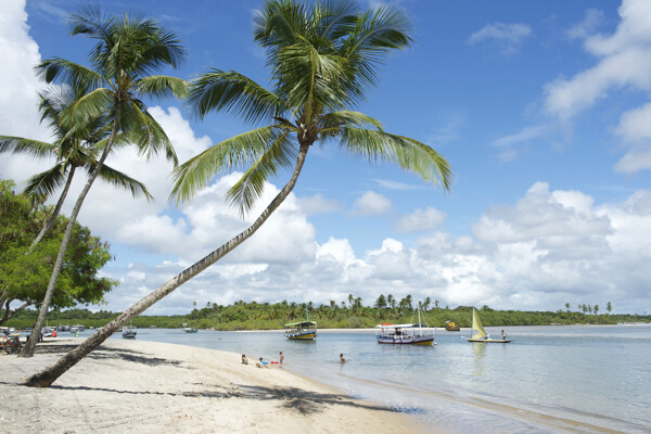 椰子树美丽沙滩图片