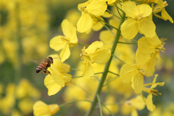 小蜜蜂与油菜花