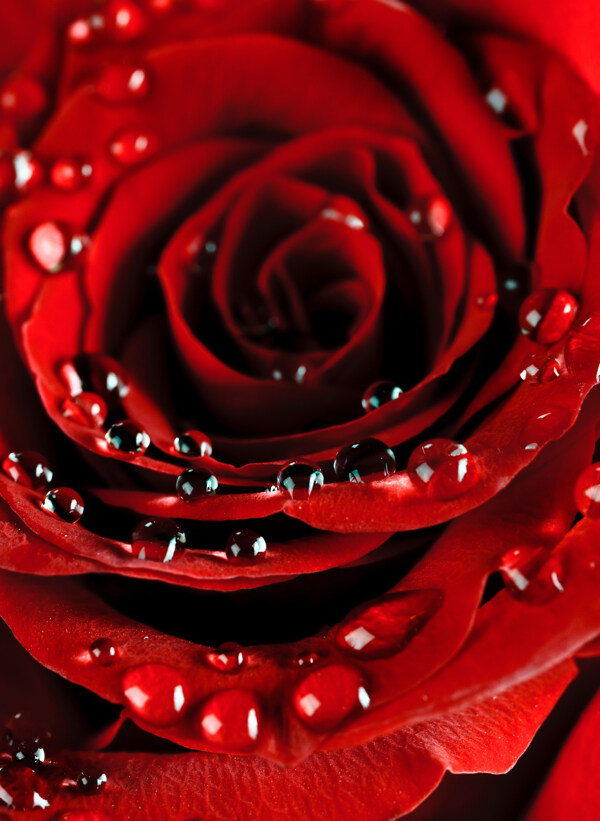 玫瑰花与水珠图片