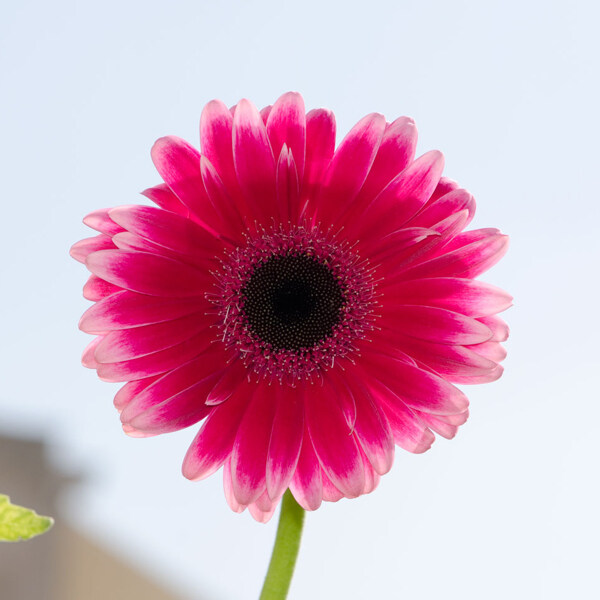 位图植物摄影写实花卉花朵菊花免费素材