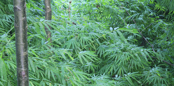 柳江古镇的竹子图片