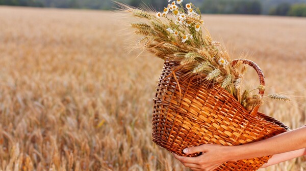 小麦丰收的季节
