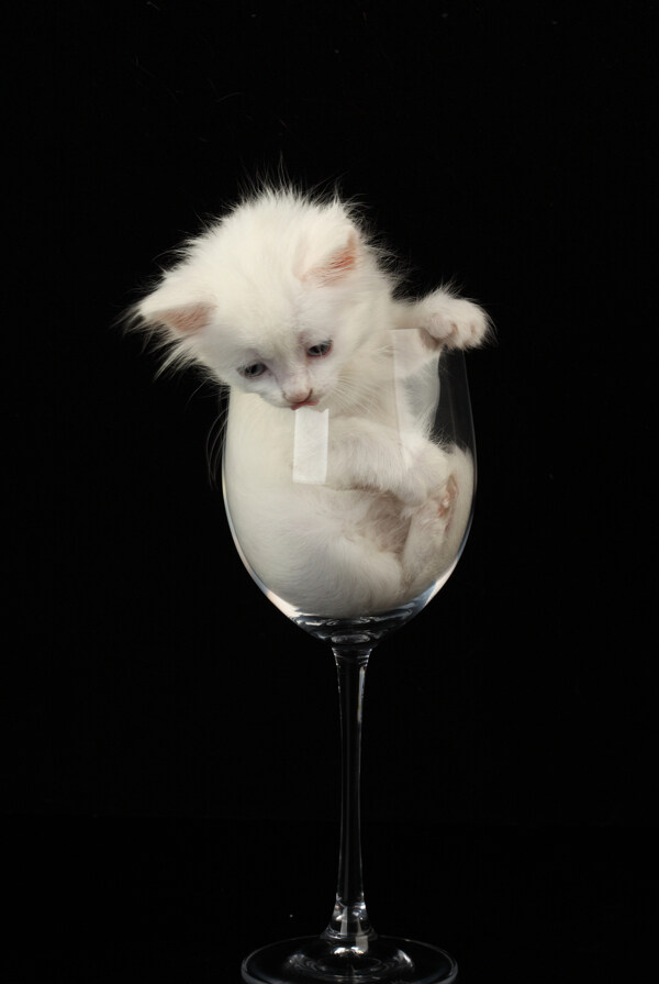 酒杯里低头看的小猫