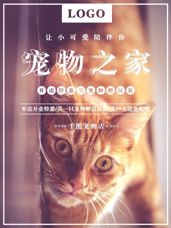 可爱温馨清新萌宠宠物猫促销海报