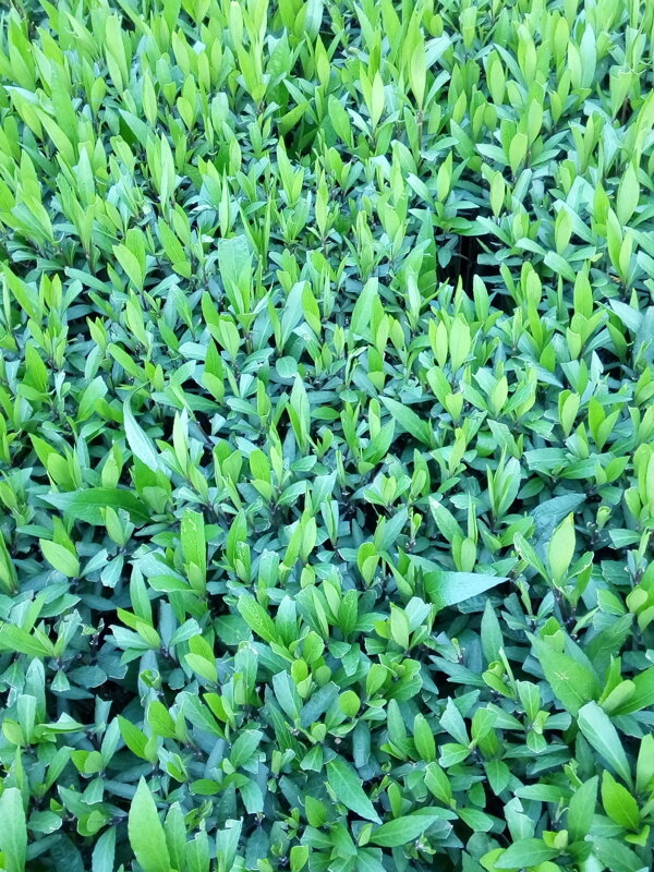 绿色植物叶子