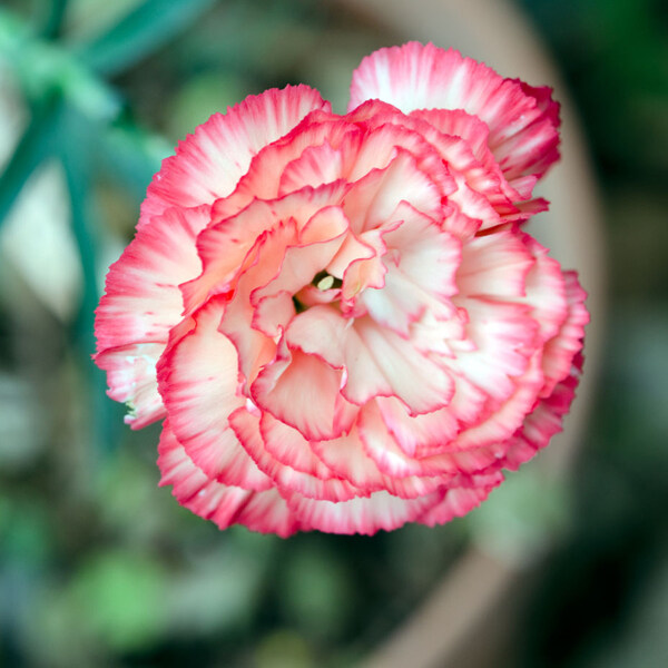 位图植物摄影写实花卉花朵康乃馨免费素材