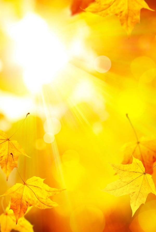 黄色秋叶逆光图片