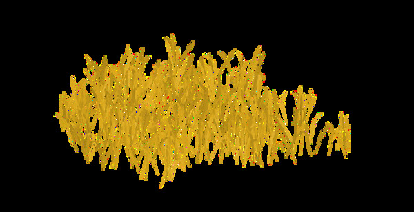 黄色芦苇飘扬png元素