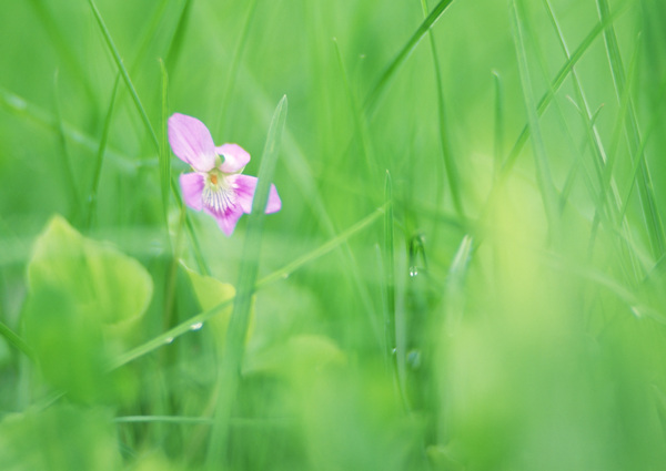 绿色清新鲜花背景图片