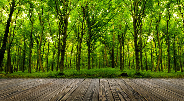 树林景色木板
