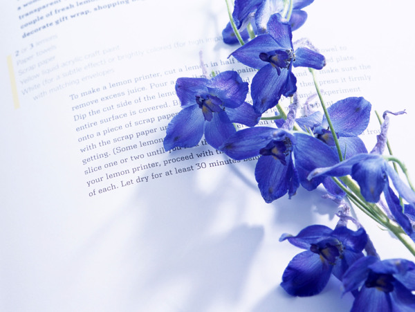 书页上的兰花蓝色花
