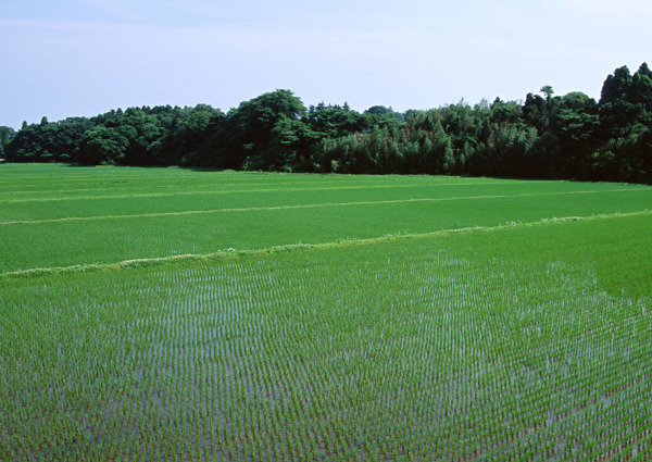 田园风光