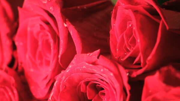 缓慢旋转的湿红玫瑰花束接近股票的录像