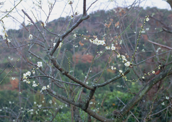 开花的树木摄影图片