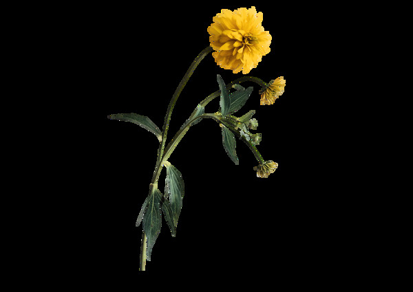 黄色菊花实景png元素