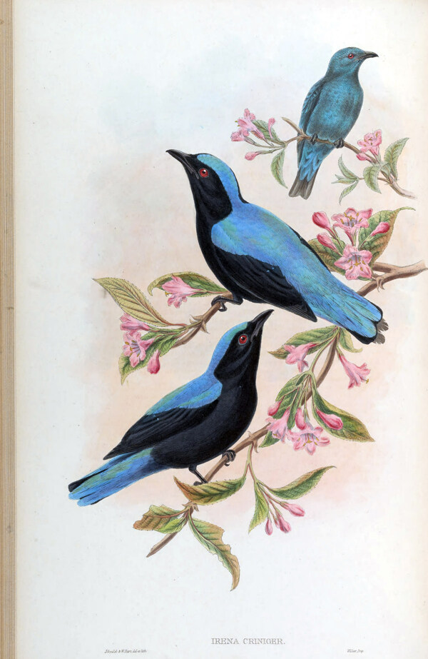 花开枝头的蓝色鸟图片