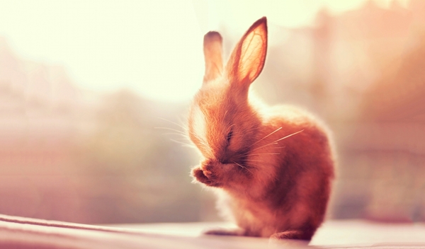 唯美兔子高清大图