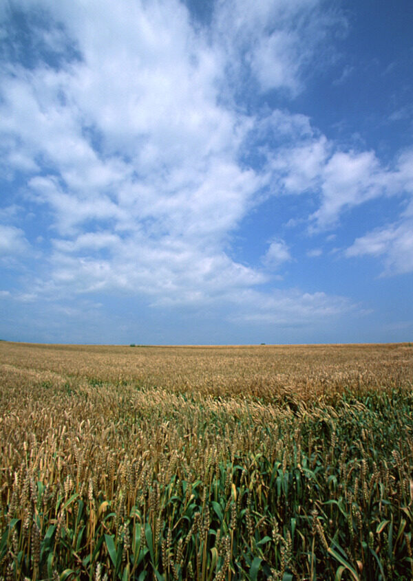 蓝天下的小麦