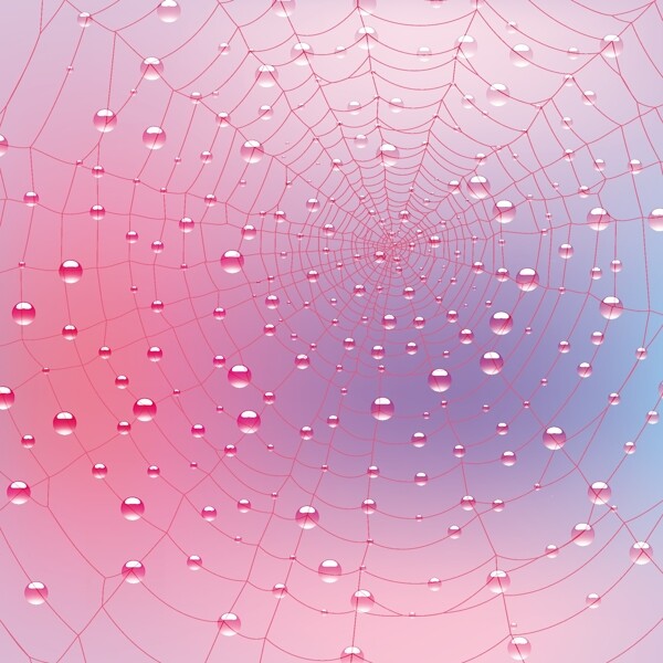 紫色蜘蛛网