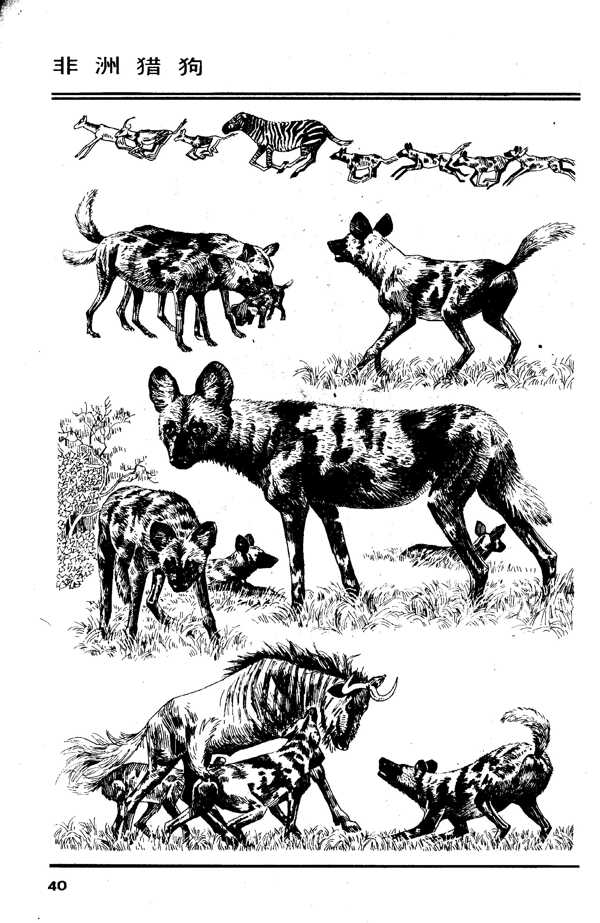画兽谱38非洲猎狗图片