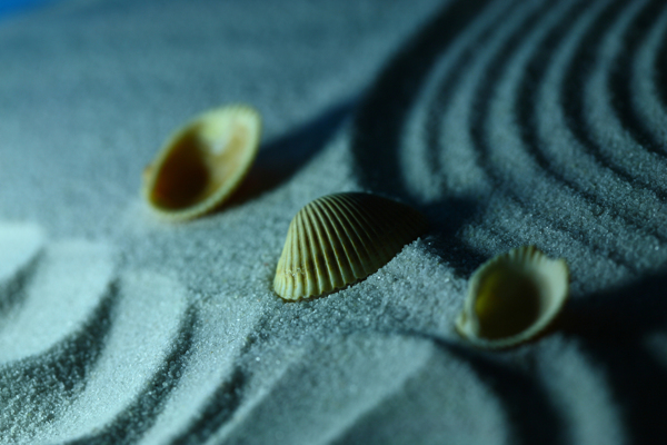 沙石上的贝壳图片