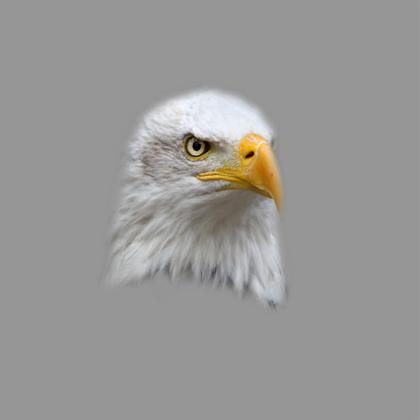 位图动物动物特写苍鹰色彩免费素材