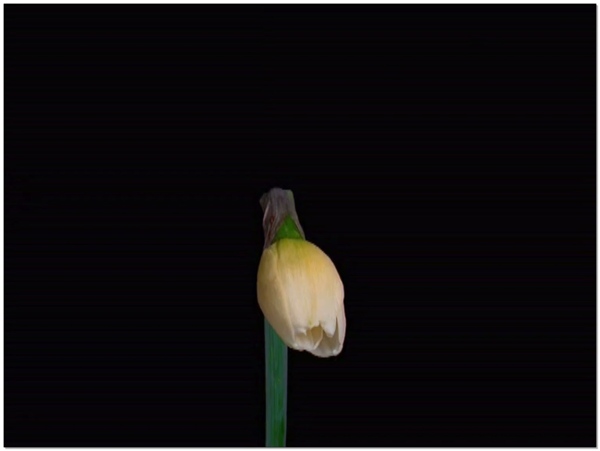 花朵动态视频素材