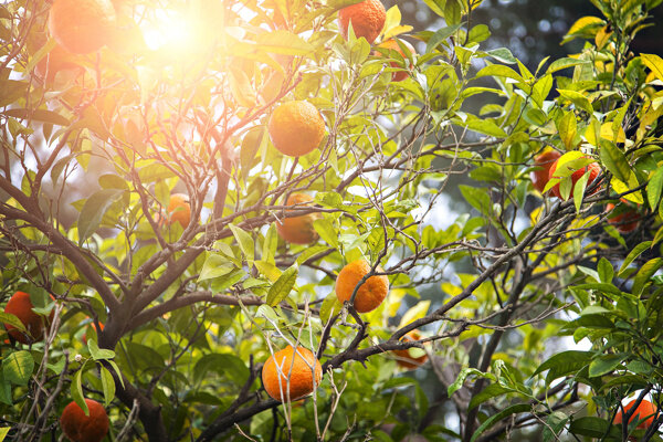 阳光下树枝上的橙子图片