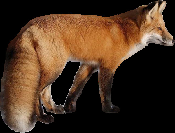 夹着尾巴的狐狸免抠png透明图层素材