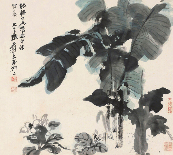 绿了芭蕉图片