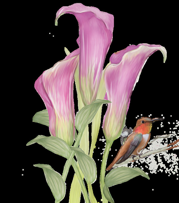 手绘花鸟图案水彩花朵透明