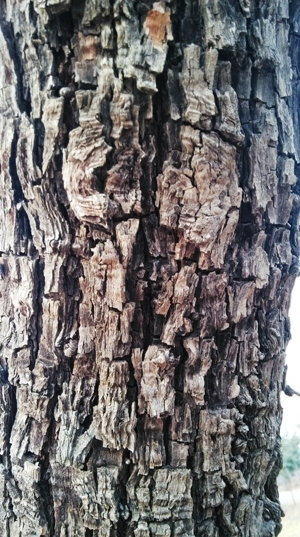 枣树皮树干图片