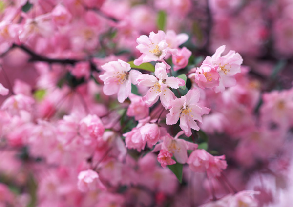 梅花图片