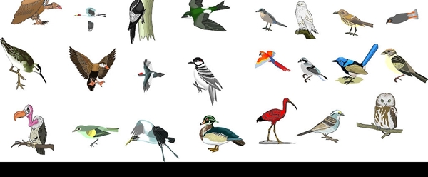 鸟类矢量图图片
