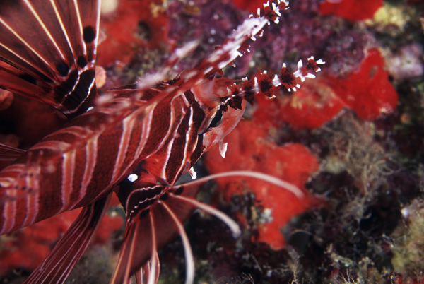 全球首席大百科深海生物鱼珊瑚海底