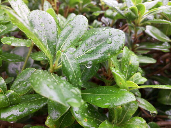 雨天的树叶