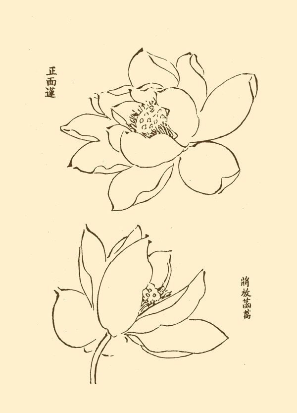 芥子园画谱花卉图片