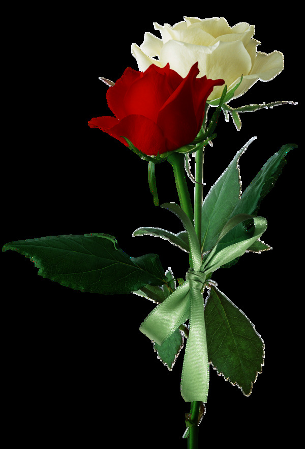白玫瑰与红玫瑰素材图片