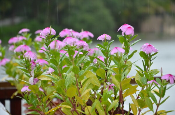 雨中小花图片