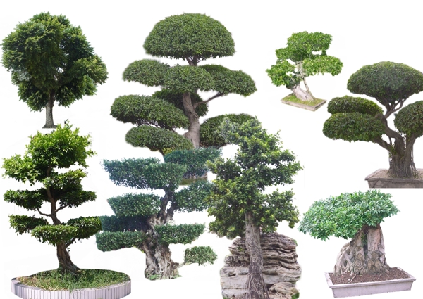 盆景植物素材图片